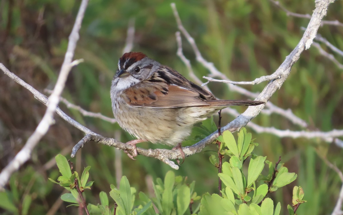 Swamp Sparrow - ML619532733