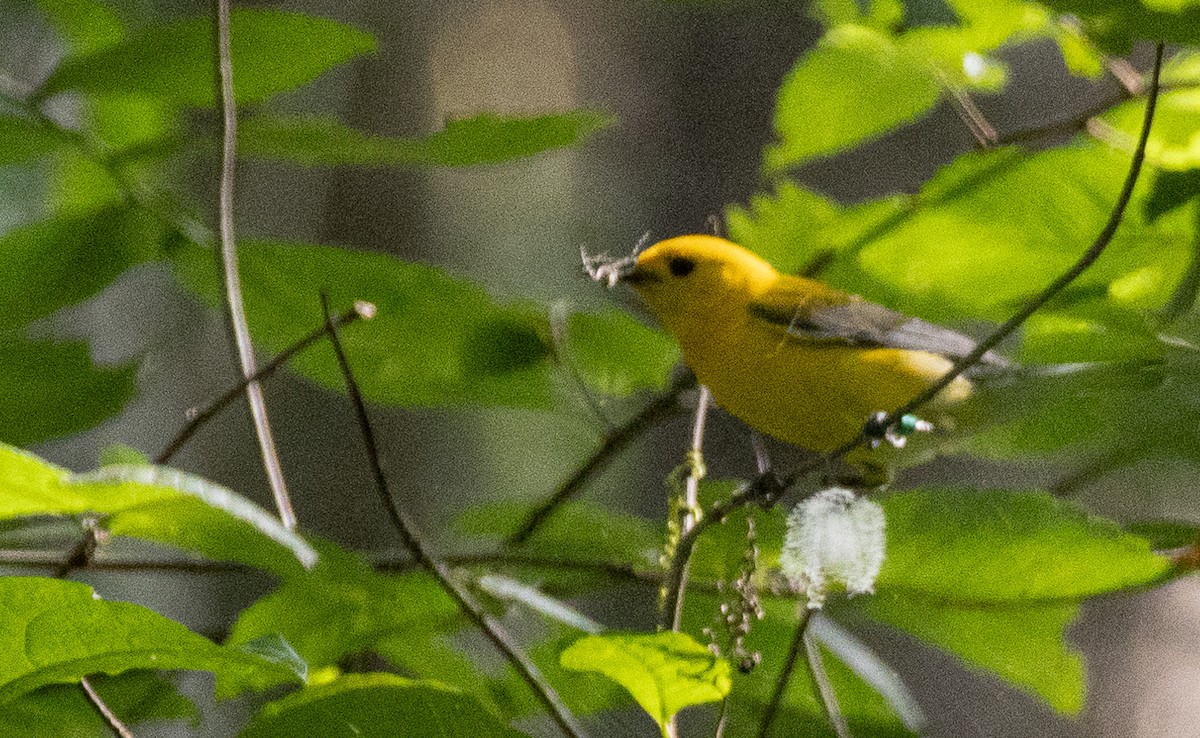Prothonotary Warbler - ML619532833