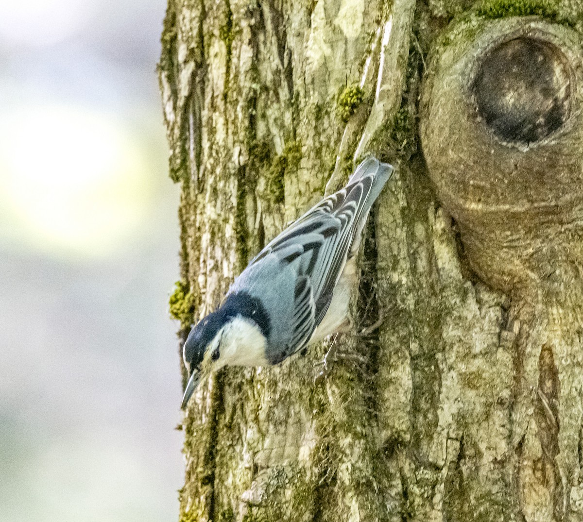White-breasted Nuthatch - ML619532838