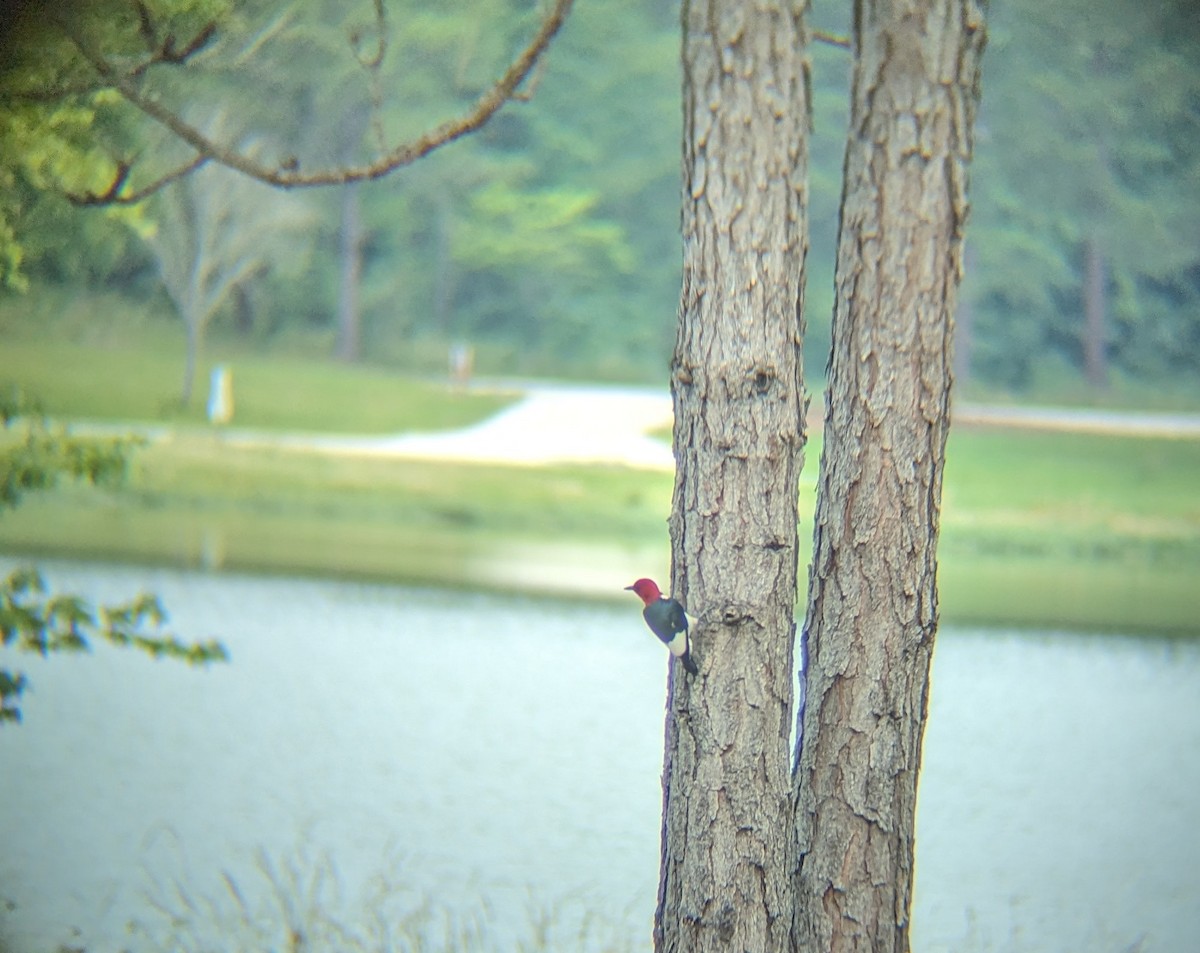 Red-headed Woodpecker - ML619532843