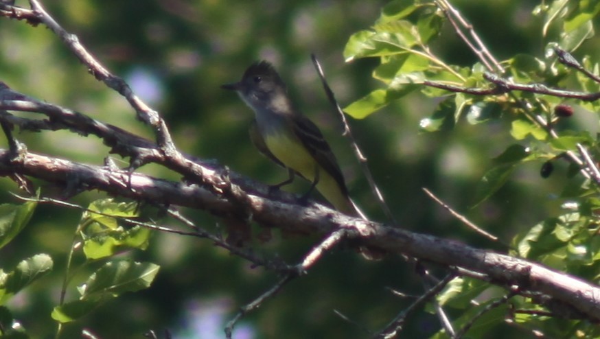 Great Crested Flycatcher - ML619532862