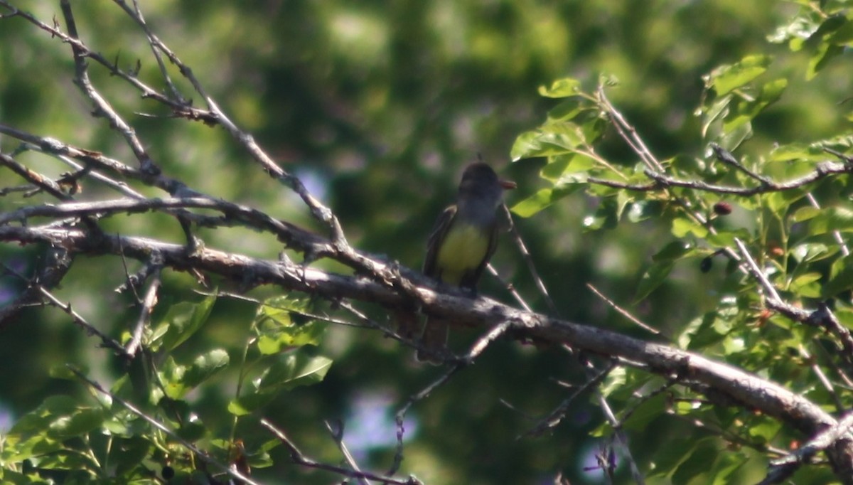 Great Crested Flycatcher - ML619532863