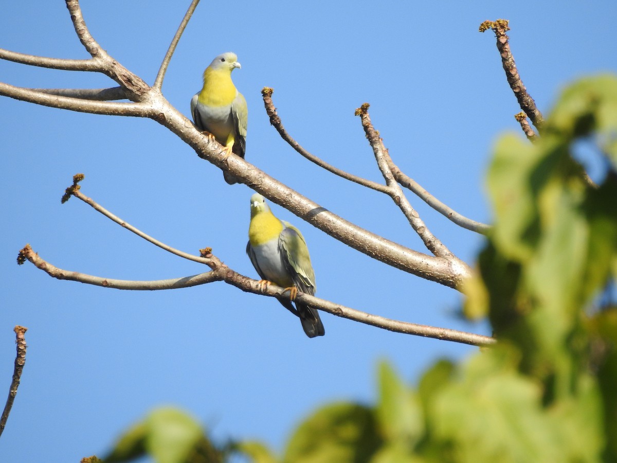 Yellow-footed Green-Pigeon - ML619532873