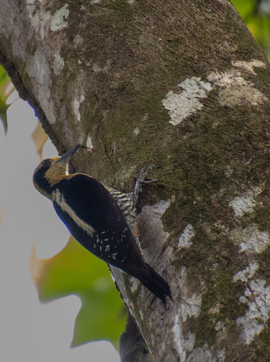 Golden-naped Woodpecker - ML619532882