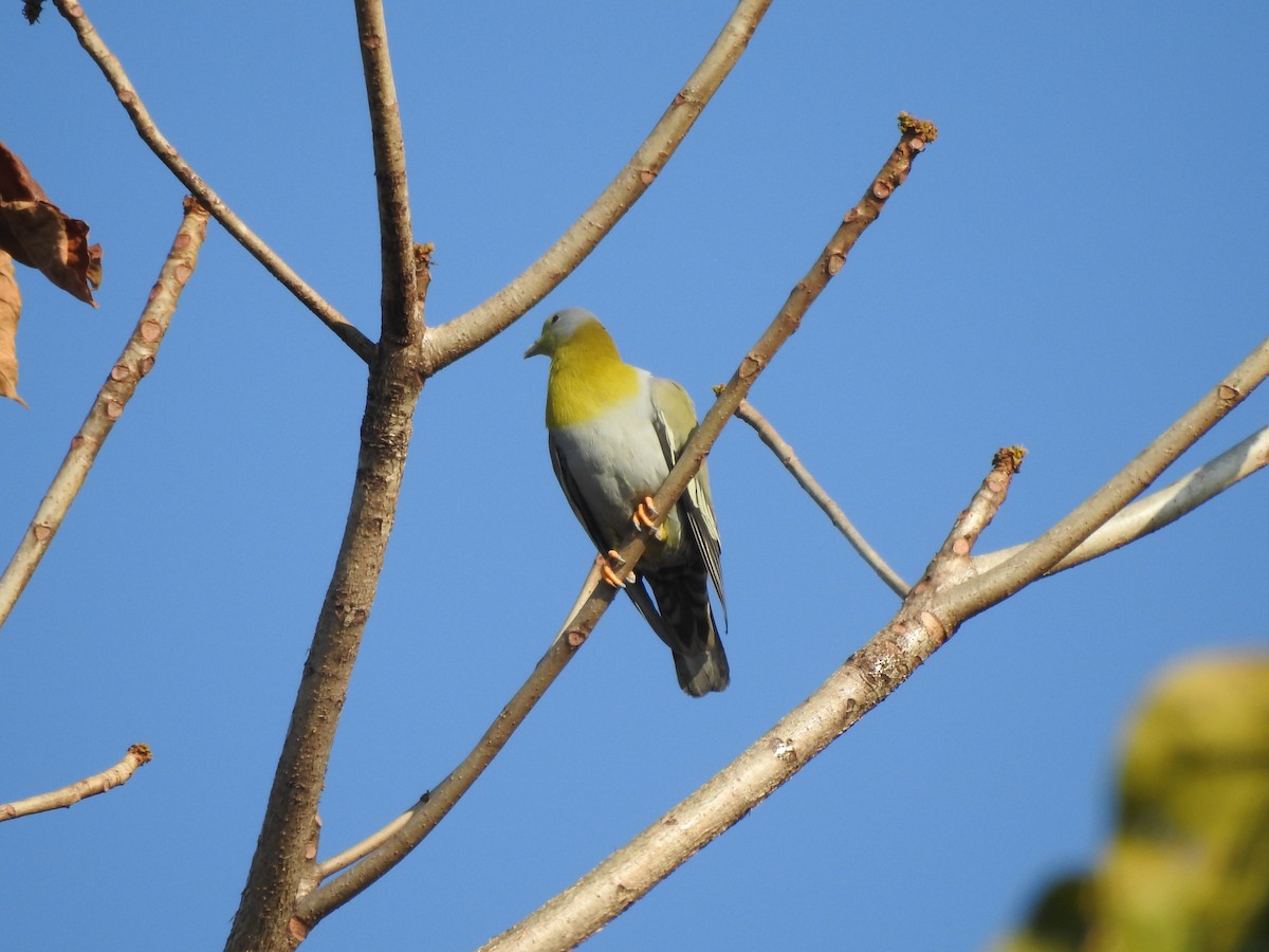 Yellow-footed Green-Pigeon - ML619532901