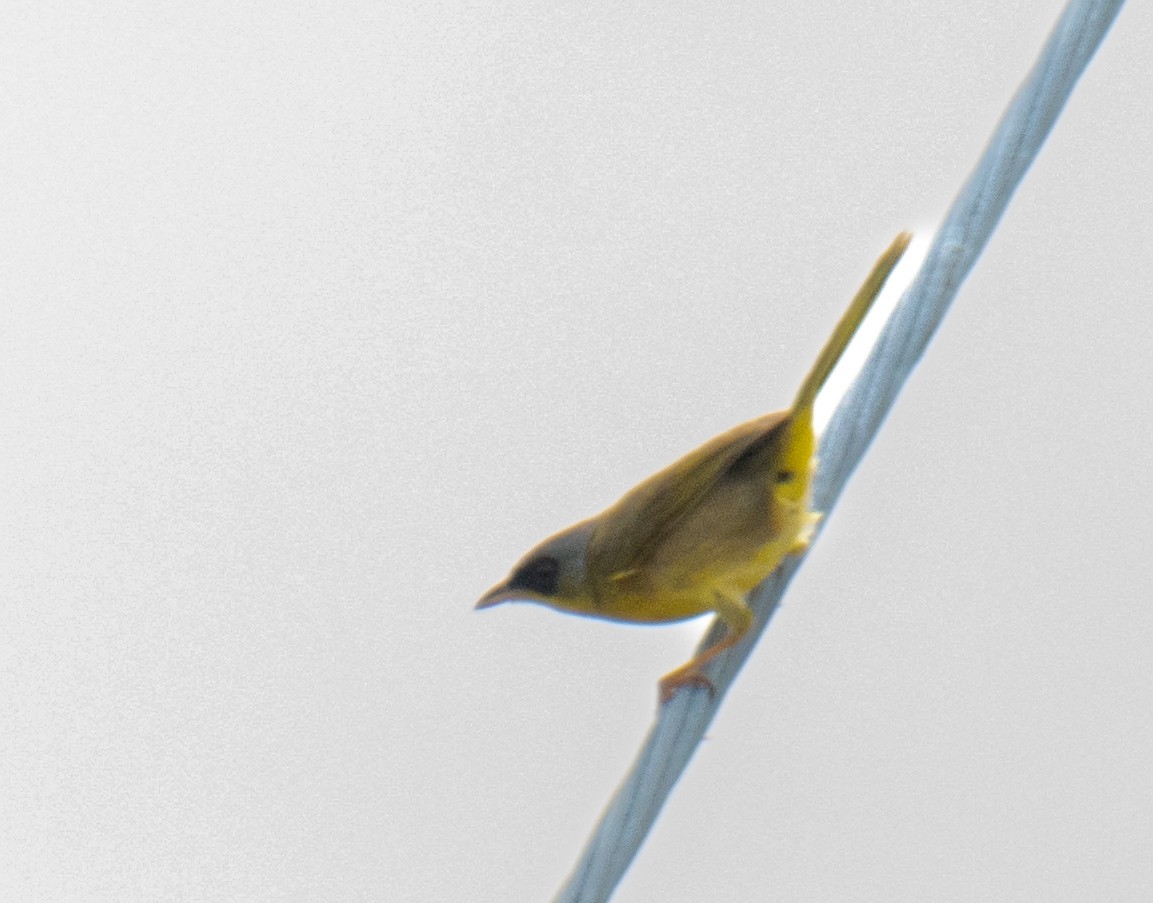 Gray-crowned Yellowthroat - ML619532902
