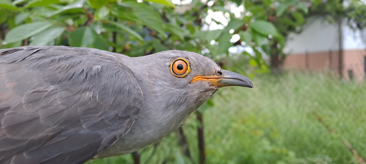 Common Cuckoo - ML619532904