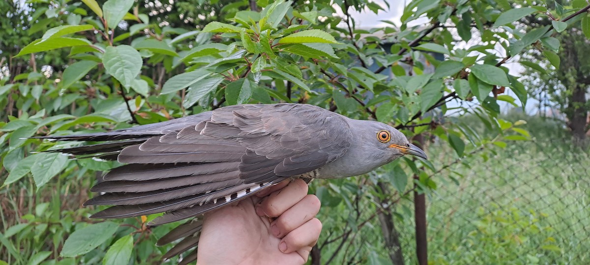 Common Cuckoo - ML619532905