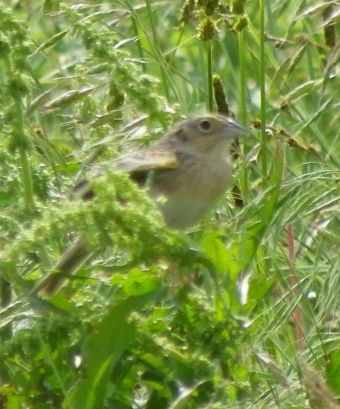 Grasshopper Sparrow - ML619532909