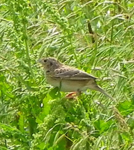 Grasshopper Sparrow - ML619532911