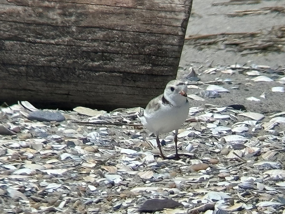 Piping Plover - ML619532942