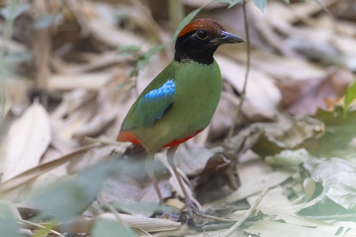Western Hooded Pitta (Chestnut-crowned) - ML619533024
