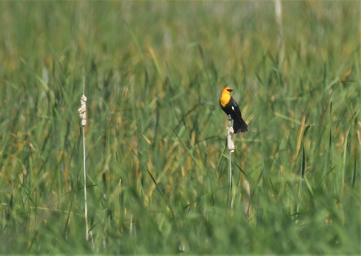 Yellow-headed Blackbird - ML619533052