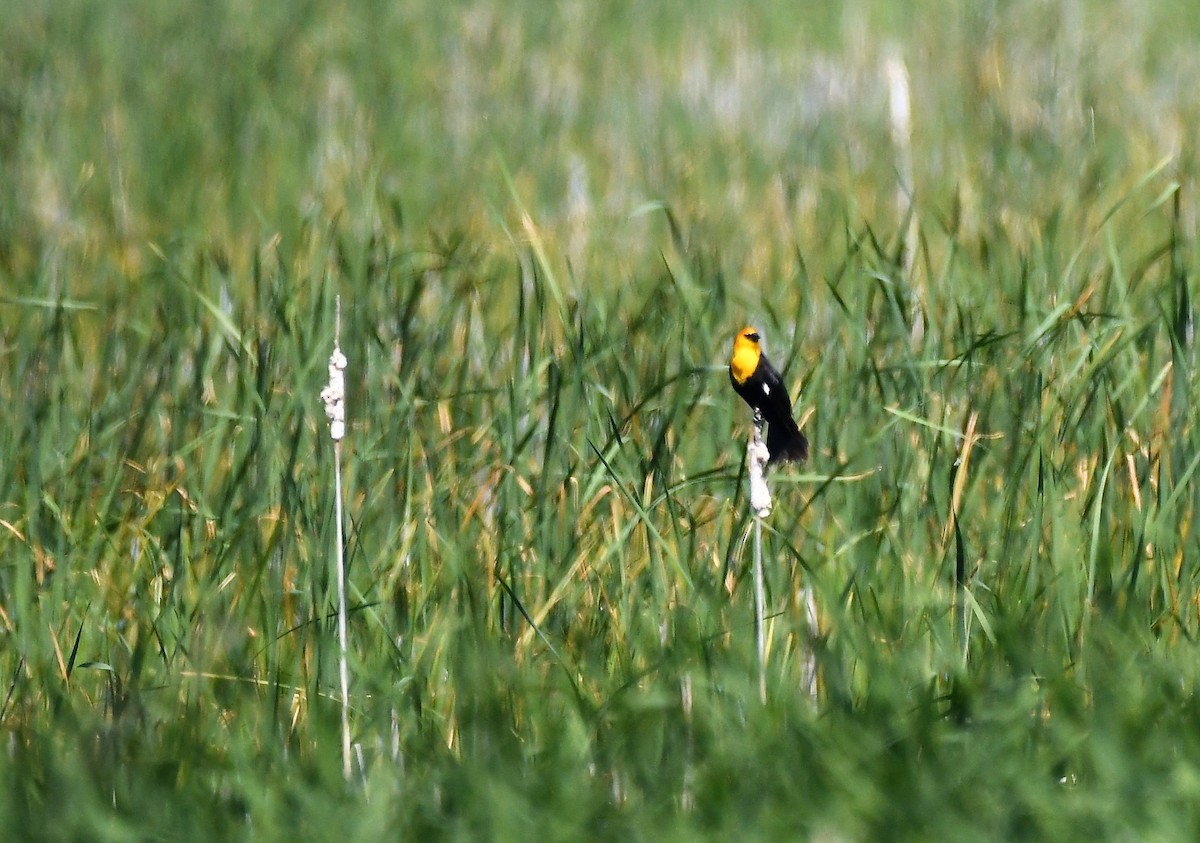 Yellow-headed Blackbird - ML619533053