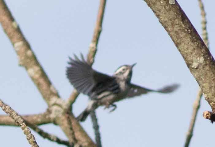 Black-and-white Warbler - ML619533139