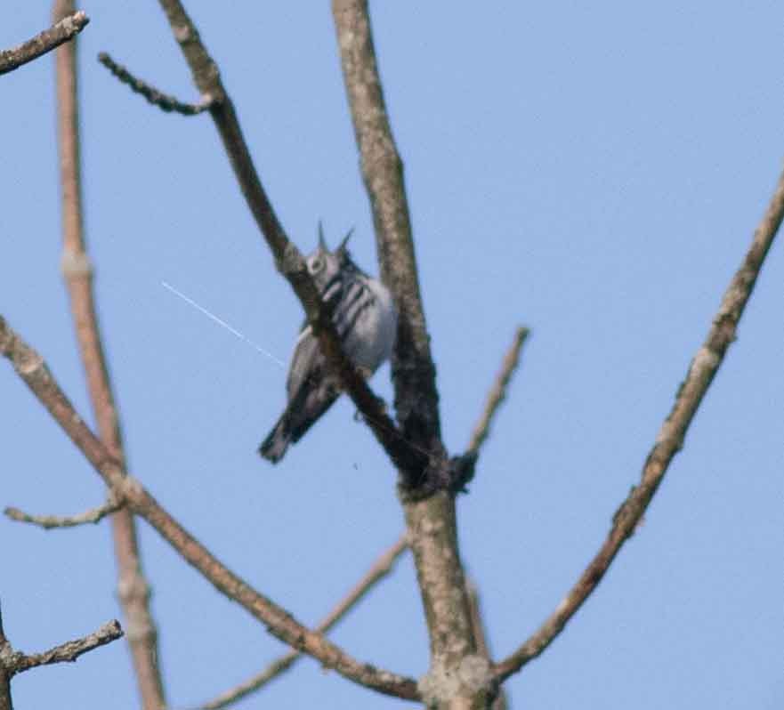 Black-and-white Warbler - ML619533141