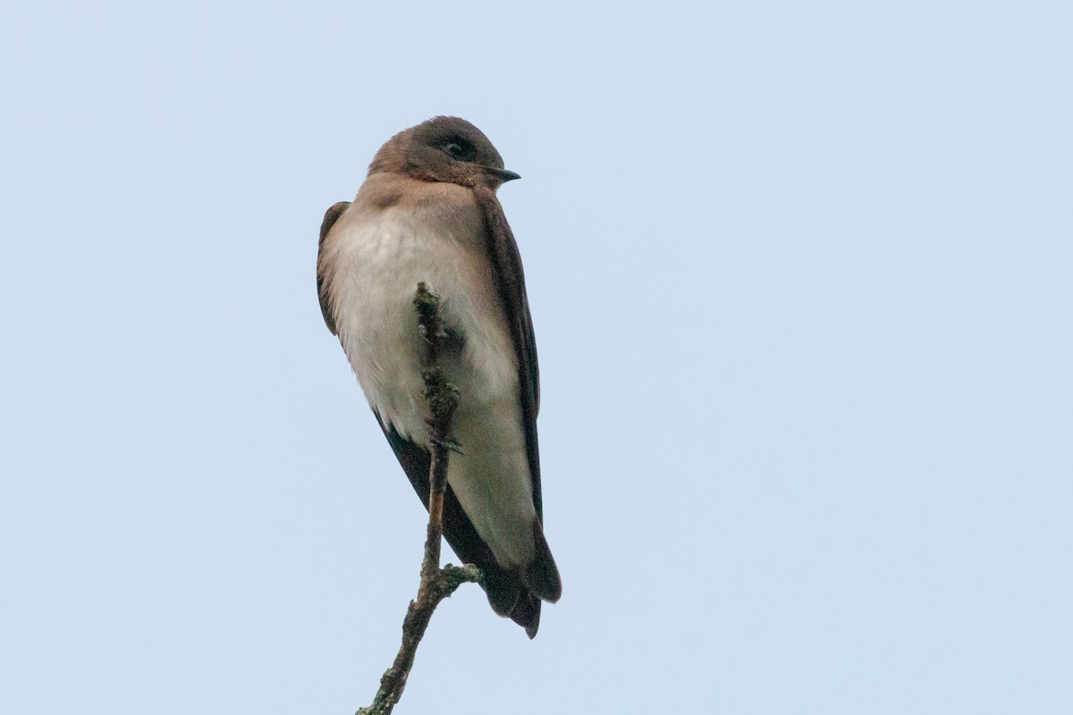 Northern Rough-winged Swallow - ML619533150