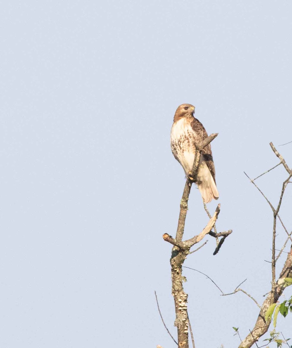 Red-tailed Hawk - ML619533161