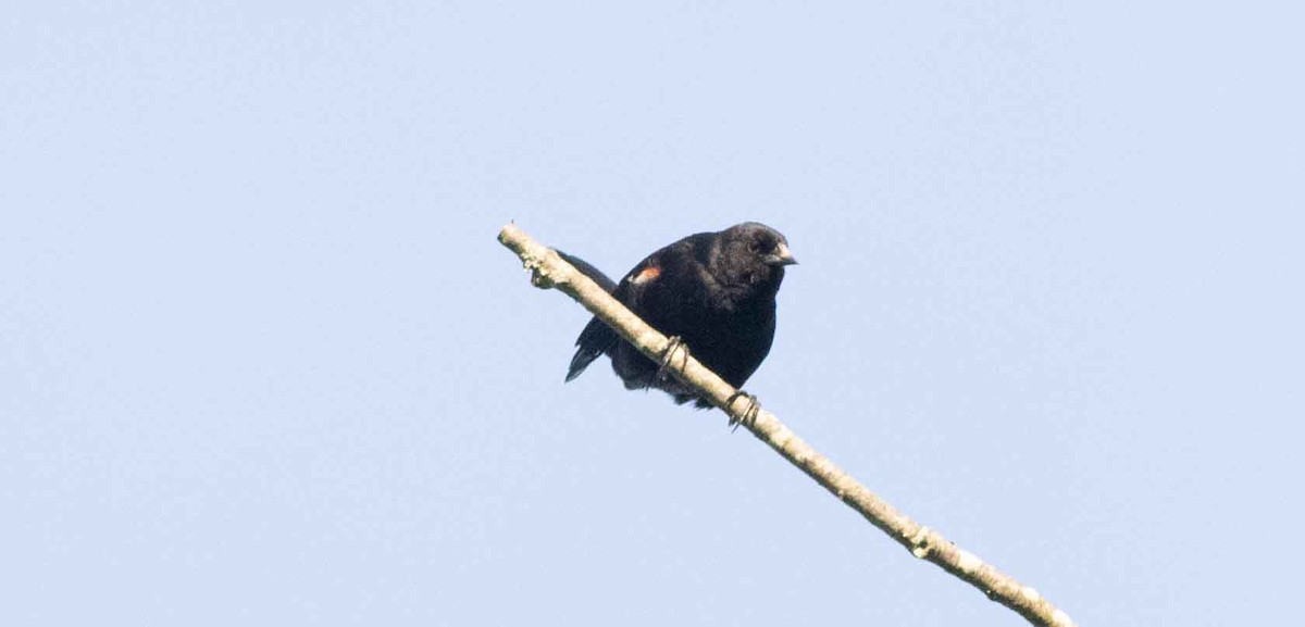 Red-winged Blackbird - ML619533171