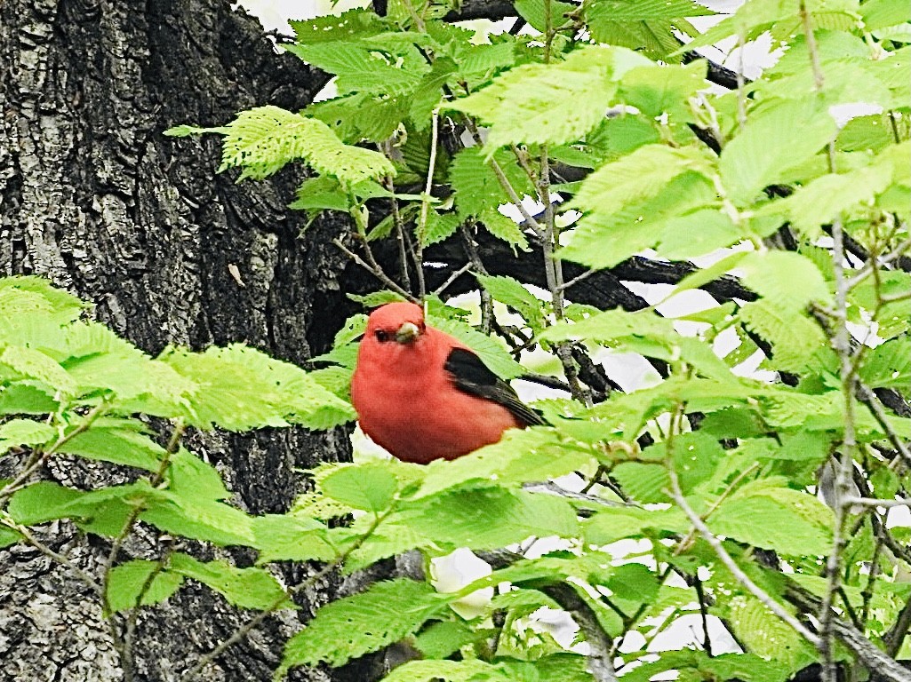 Scarlet Tanager - ML619533174