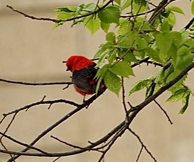 Scarlet Tanager - ML619533175