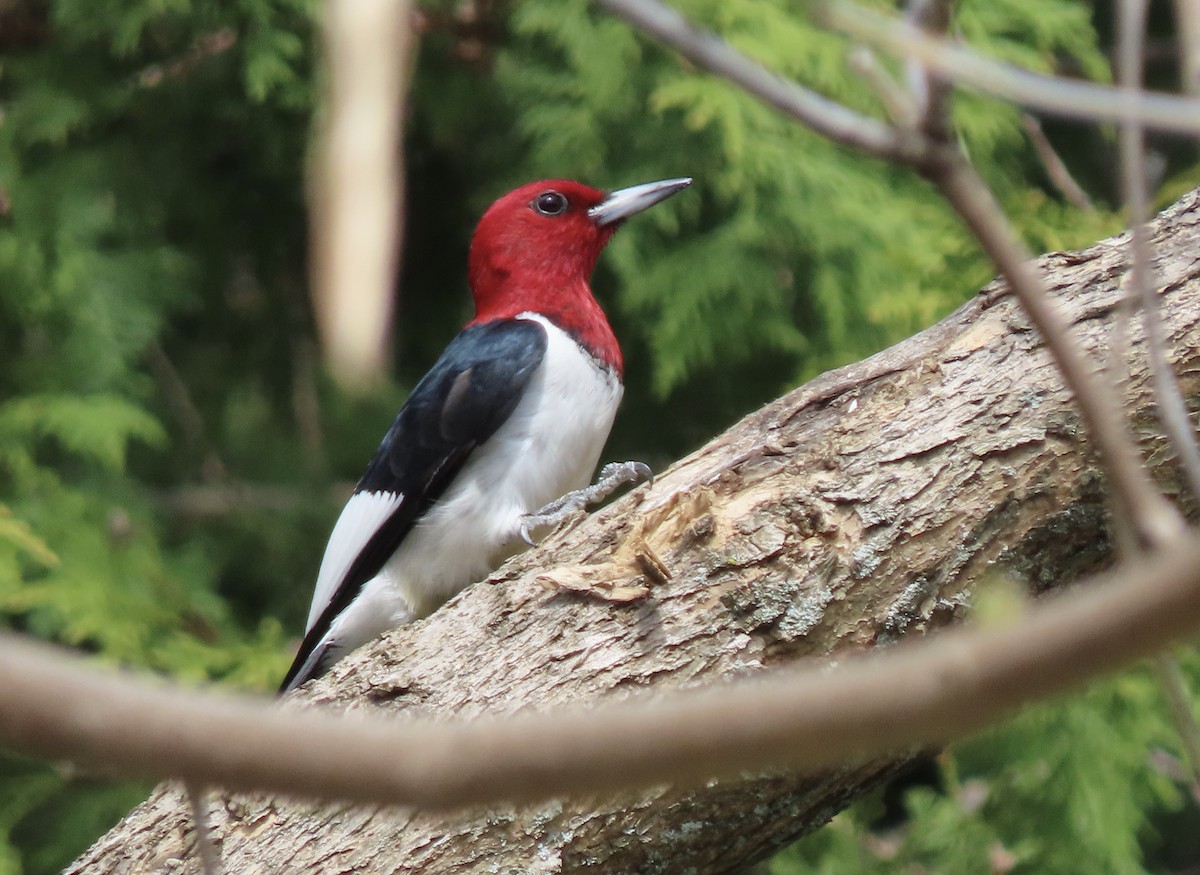 Red-headed Woodpecker - ML619533182