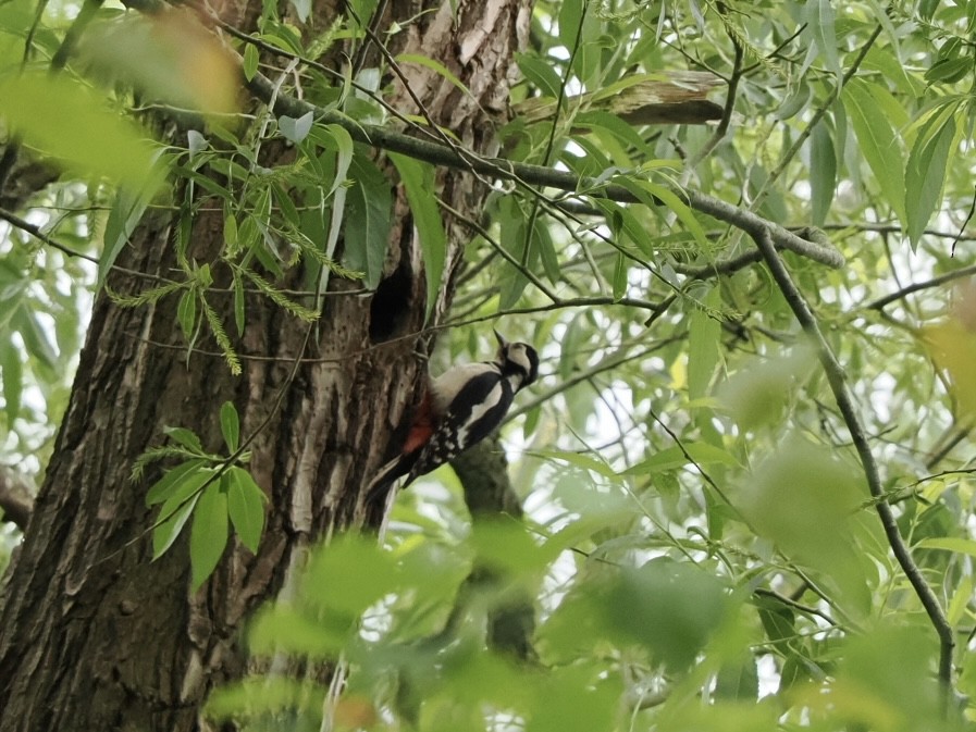 Great Spotted Woodpecker - ML619533219
