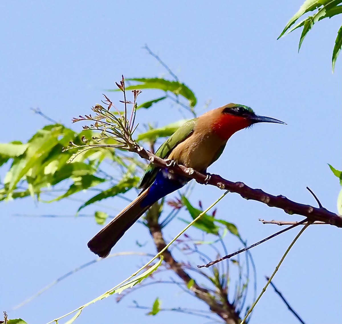 Red-throated Bee-eater - ML619533220