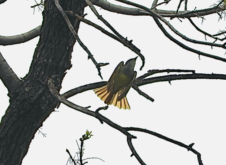 Great Crested Flycatcher - ML619533228