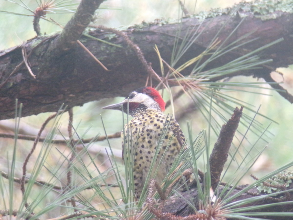 Green-barred Woodpecker - ML619533250