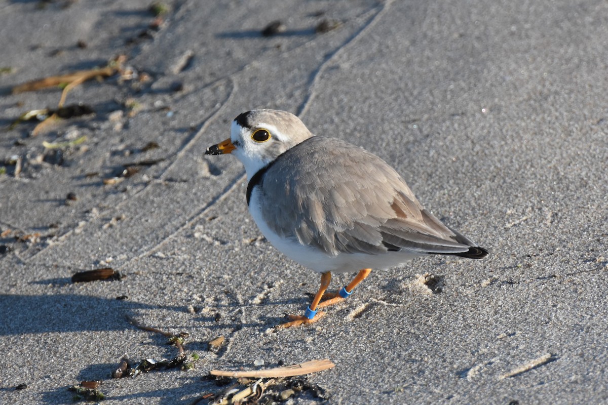 Piping Plover - ML619533272