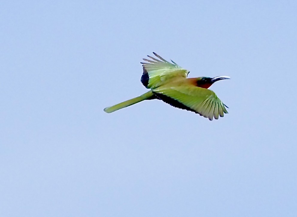 Red-throated Bee-eater - ML619533276