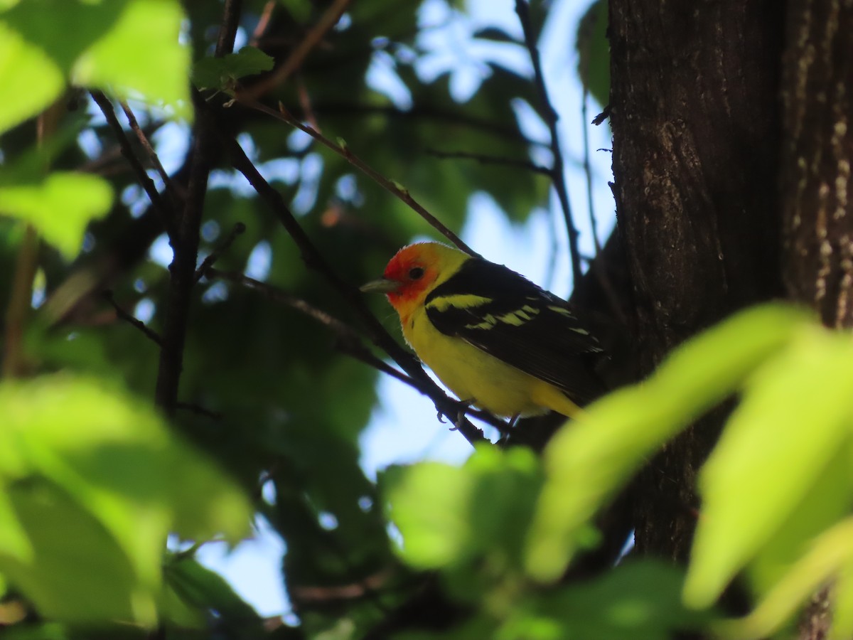 Western Tanager - ML619533279