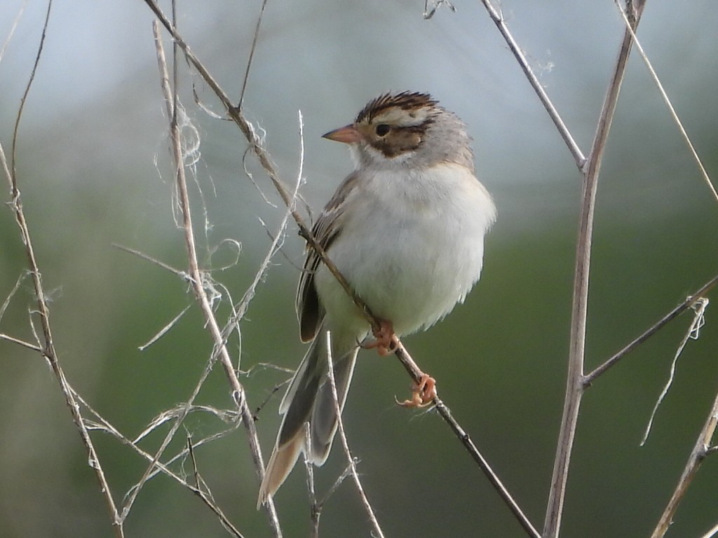 Clay-colored Sparrow - ML619533320