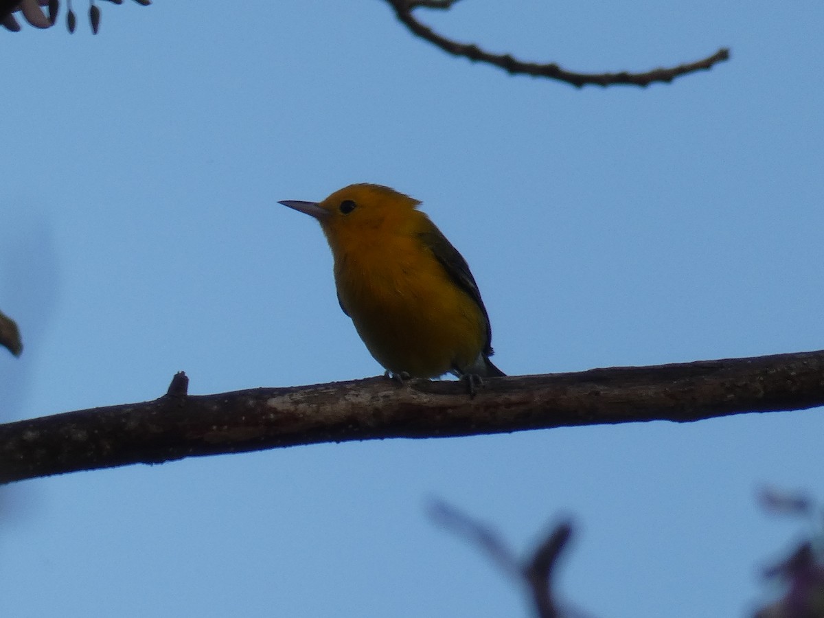 Prothonotary Warbler - ML619533335
