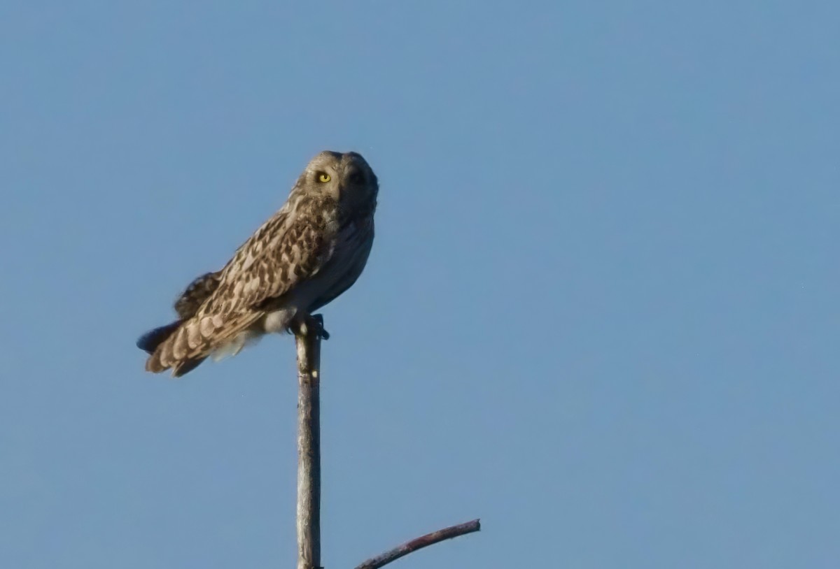 Short-eared Owl - ML619533337