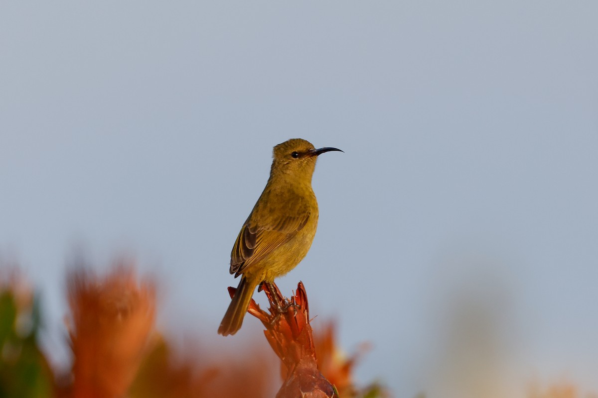 Orange-breasted Sunbird - ML619533400