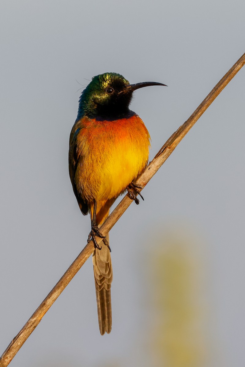 Orange-breasted Sunbird - ML619533402