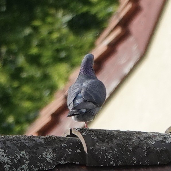 Rock Pigeon (Feral Pigeon) - ML619533410