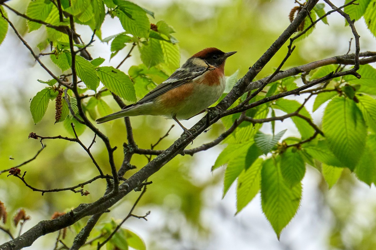 Bay-breasted Warbler - ML619533429