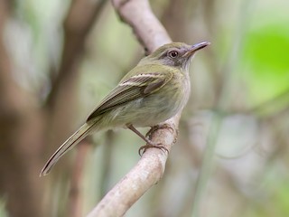  - White-bellied Tody-Tyrant