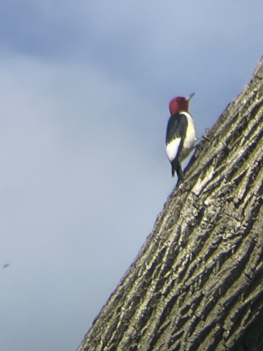 Red-headed Woodpecker - ML619533464
