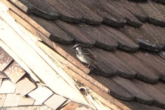 House Sparrow - ML619533481