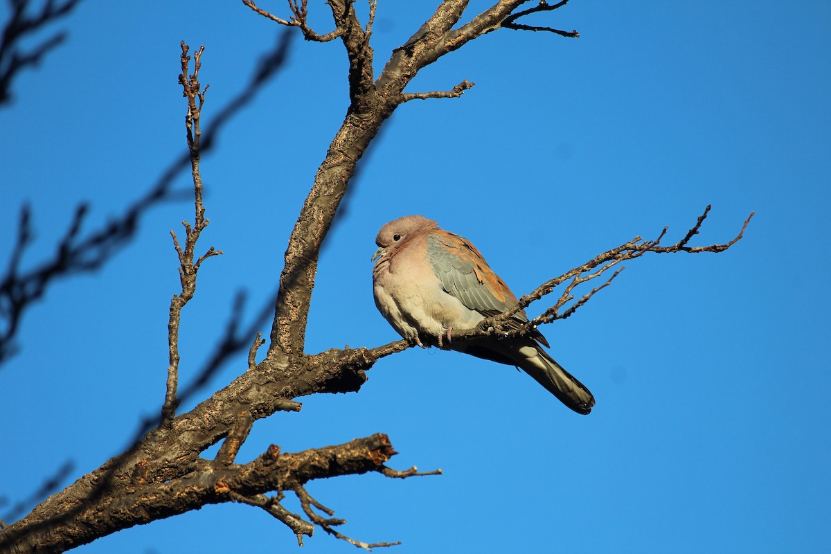 Laughing Dove - ML619533488