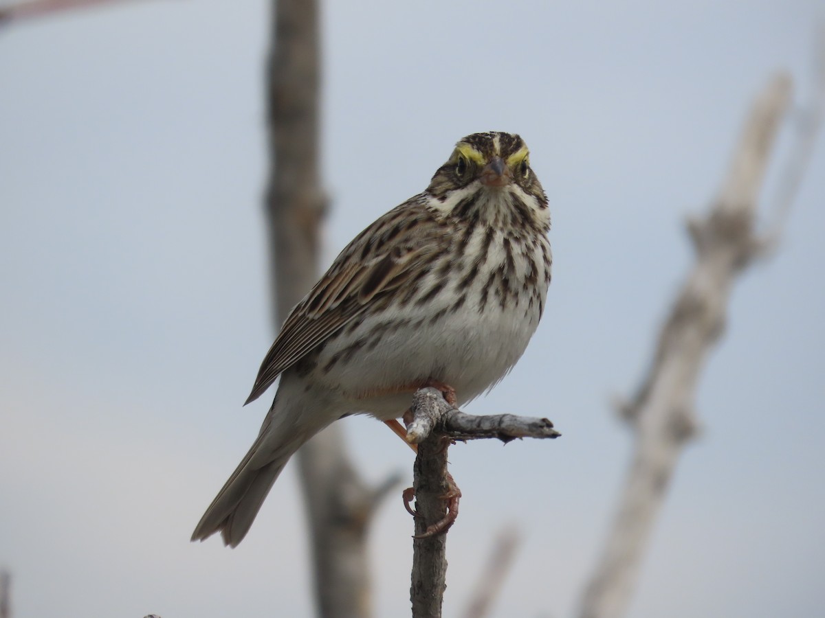Savannah Sparrow - ML619533513