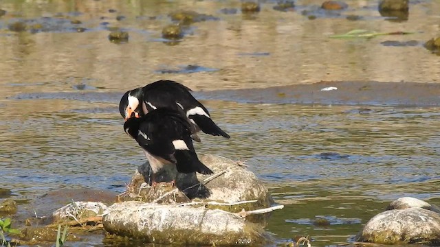 Indian Pied Starling - ML619533515