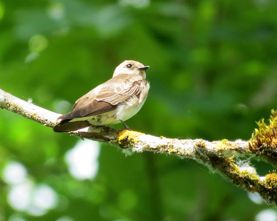 Northern Rough-winged Swallow - ML619533563