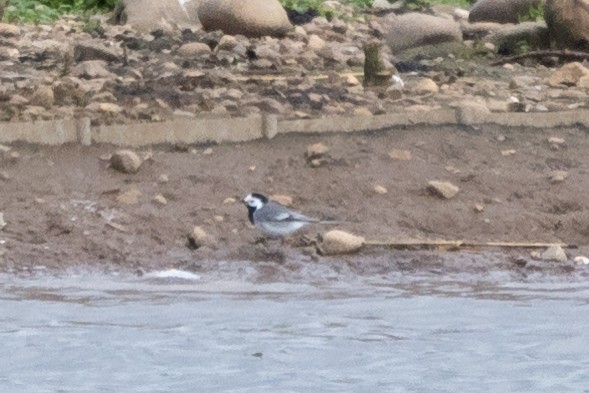 White Wagtail (White-faced) - ML619533574