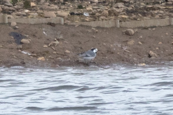 White Wagtail (White-faced) - ML619533575