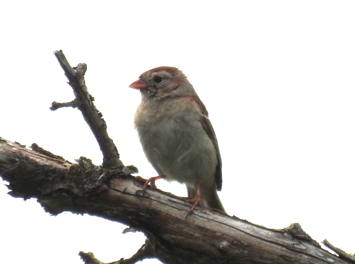 Field Sparrow - ML619533593